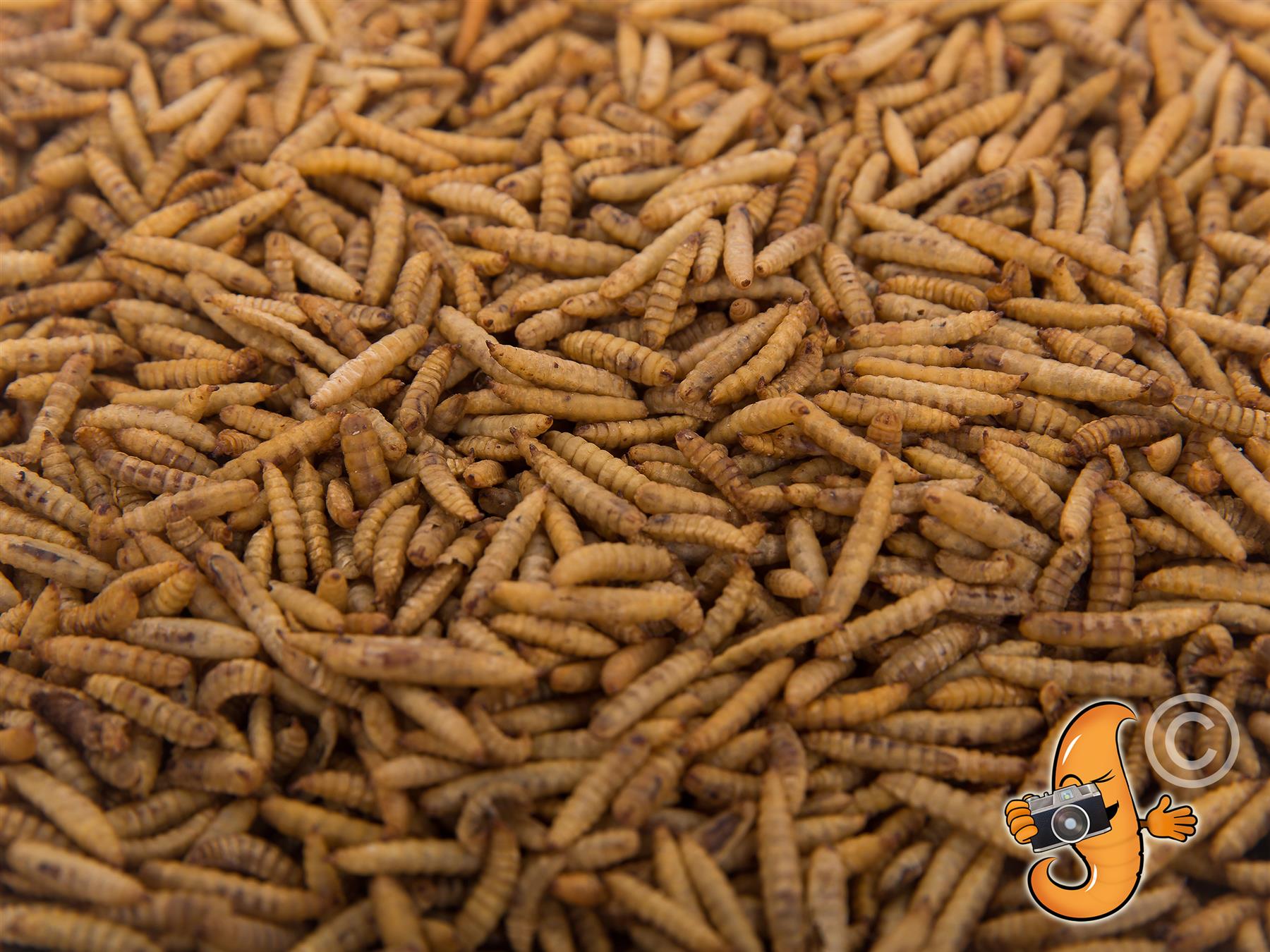 5Lb Canadian Grown Chubby Dried Black Soldier Fly Larvae