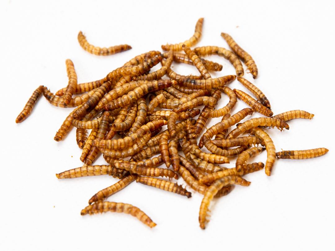 2.5 Lbs Chubby Canadian Grown Dried Mealworms (Non-GMO)