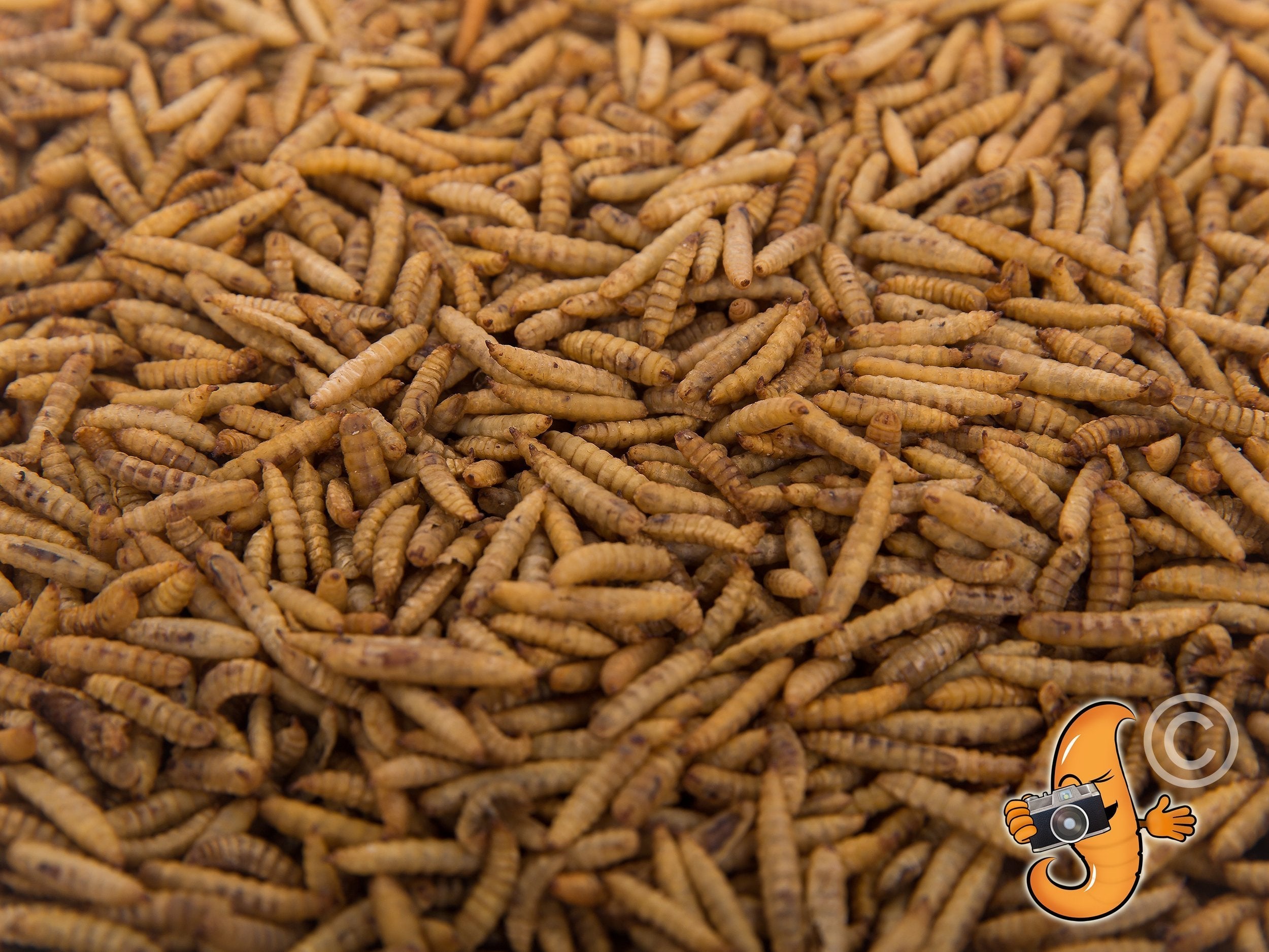 5LB Chubby Dried Black Soldier Fly Larvae - Made in North America - Chubby Mealworms