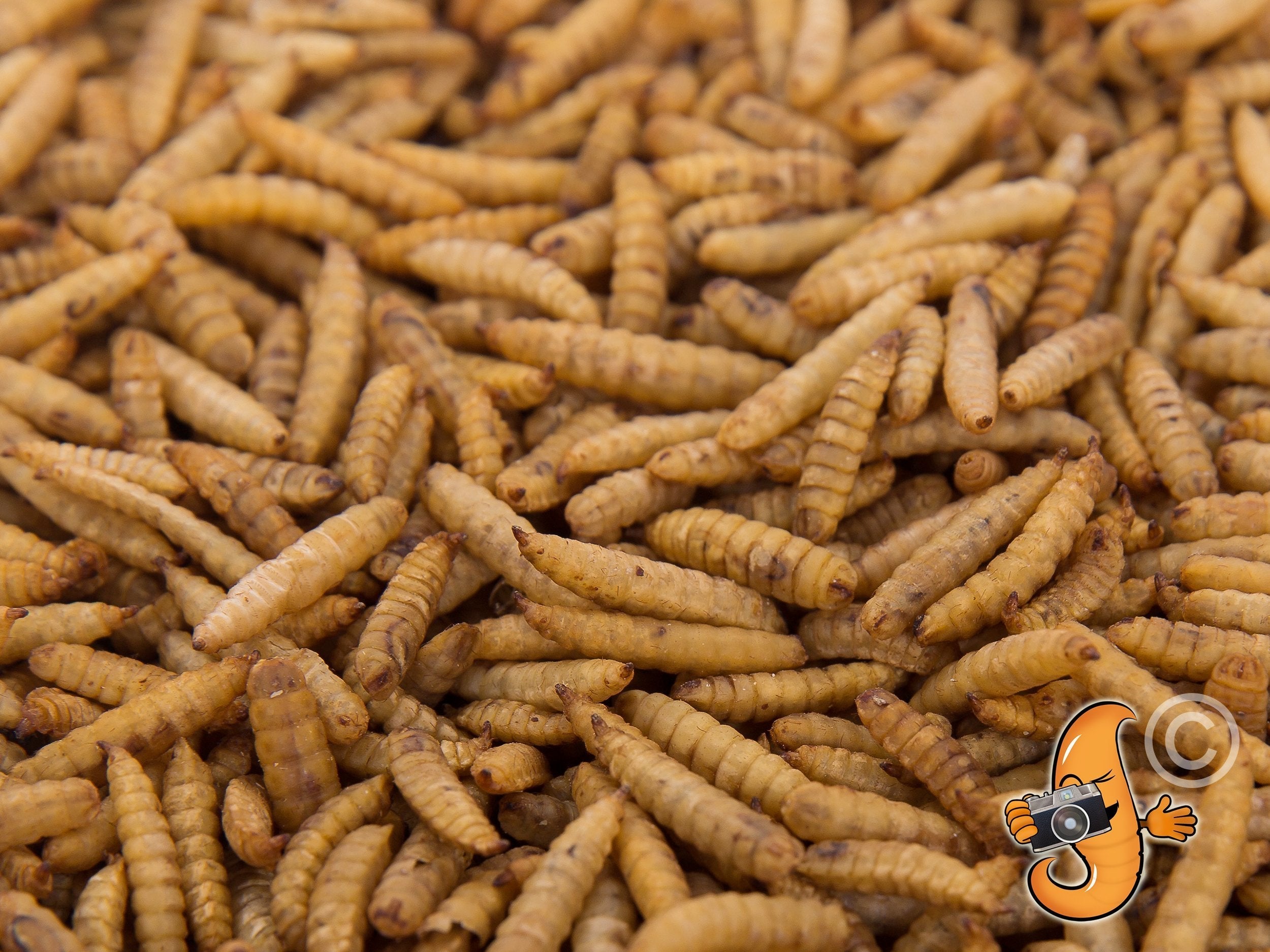 5LB Chubby Dried Black Soldier Fly Larvae - Made in North America - Chubby Mealworms