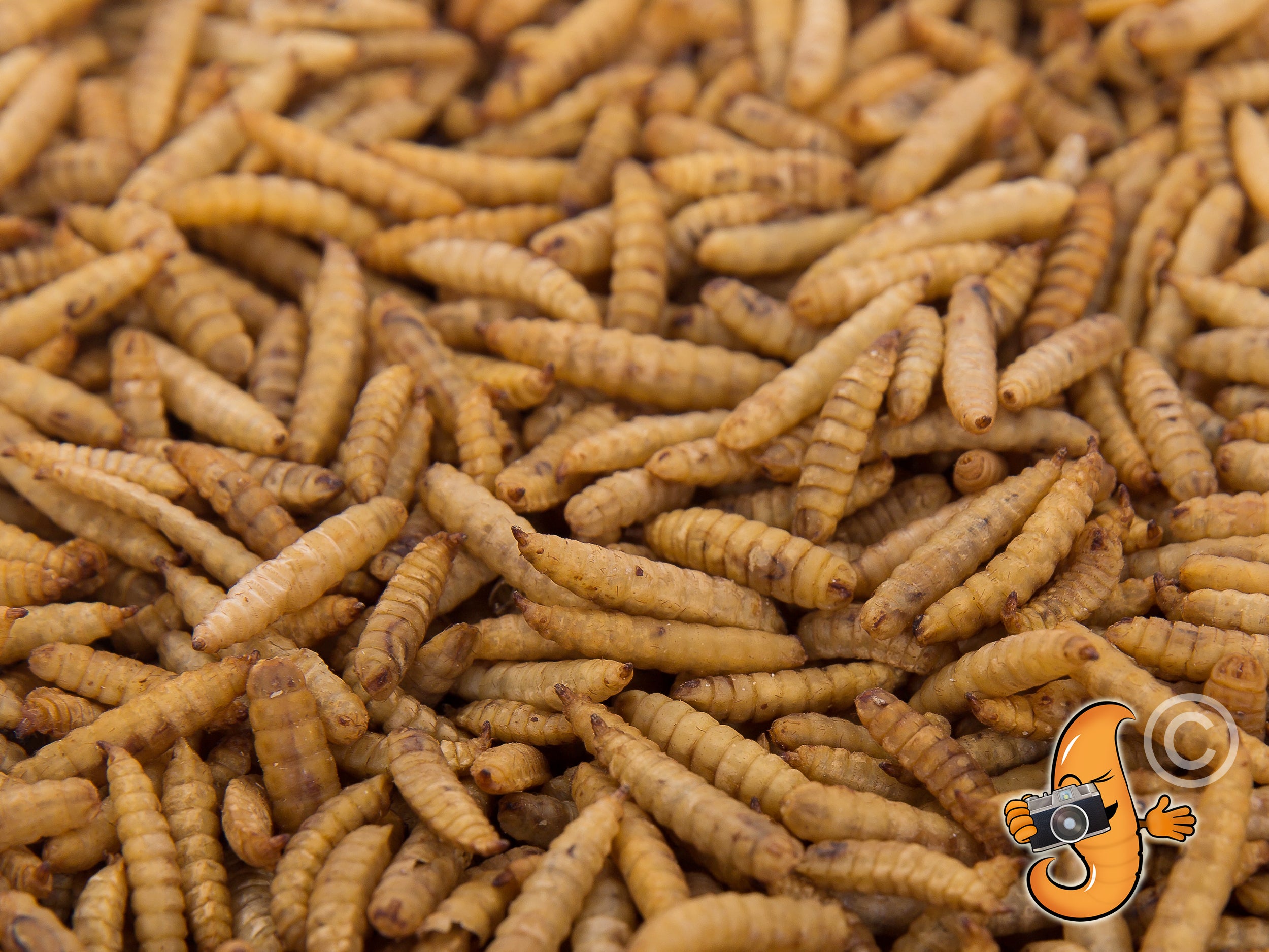 5LB Chubby Dried Black Soldier Fly Larvae