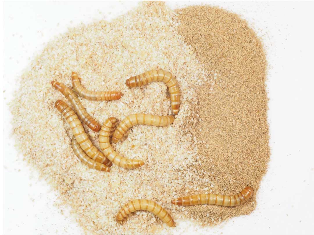 Chubby Live Mealworms